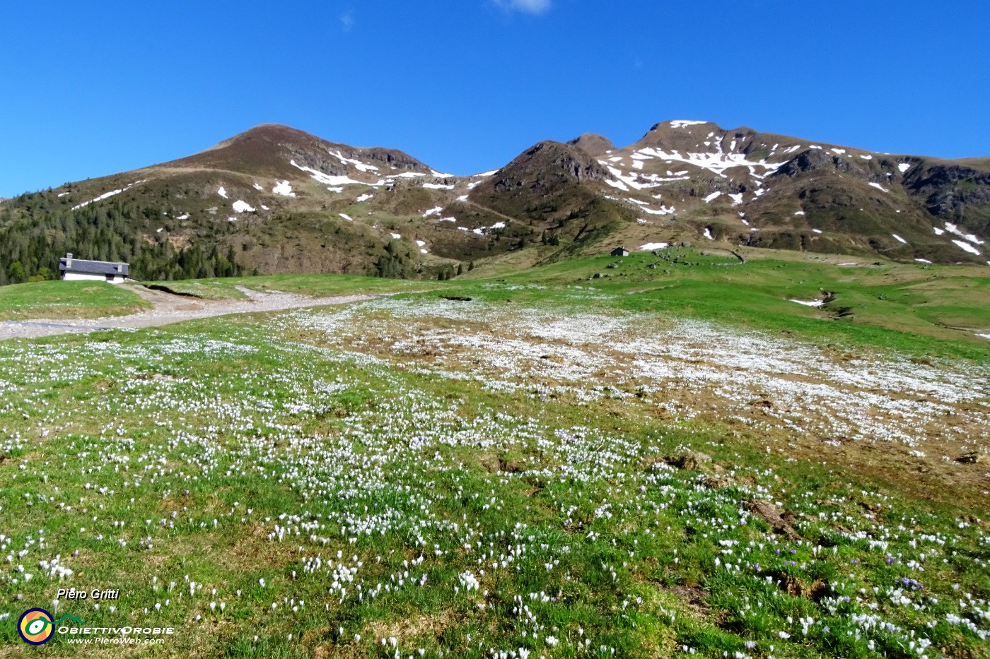 13 Dal bianco della neve al bianco dei crocus in brevissimo tempo !.JPG